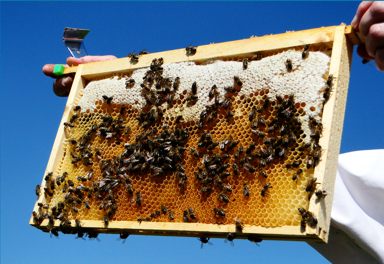 Traitement à l'acide oxalique - Histoires d'abeilles